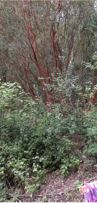 Terreno en Achibueno — miniatura 2